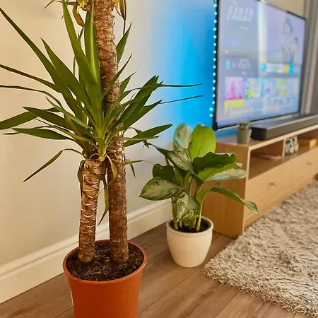 Ifsc Проживание в семье *